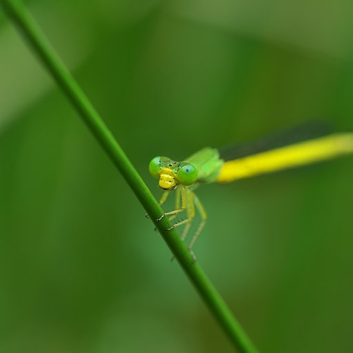 キイトトンボ