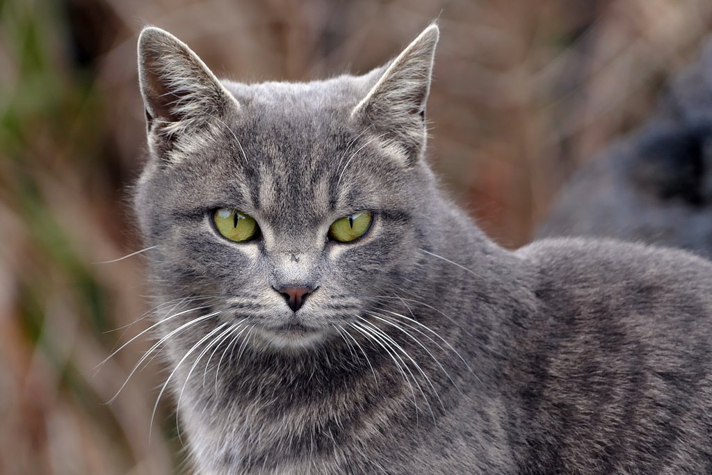 地域猫