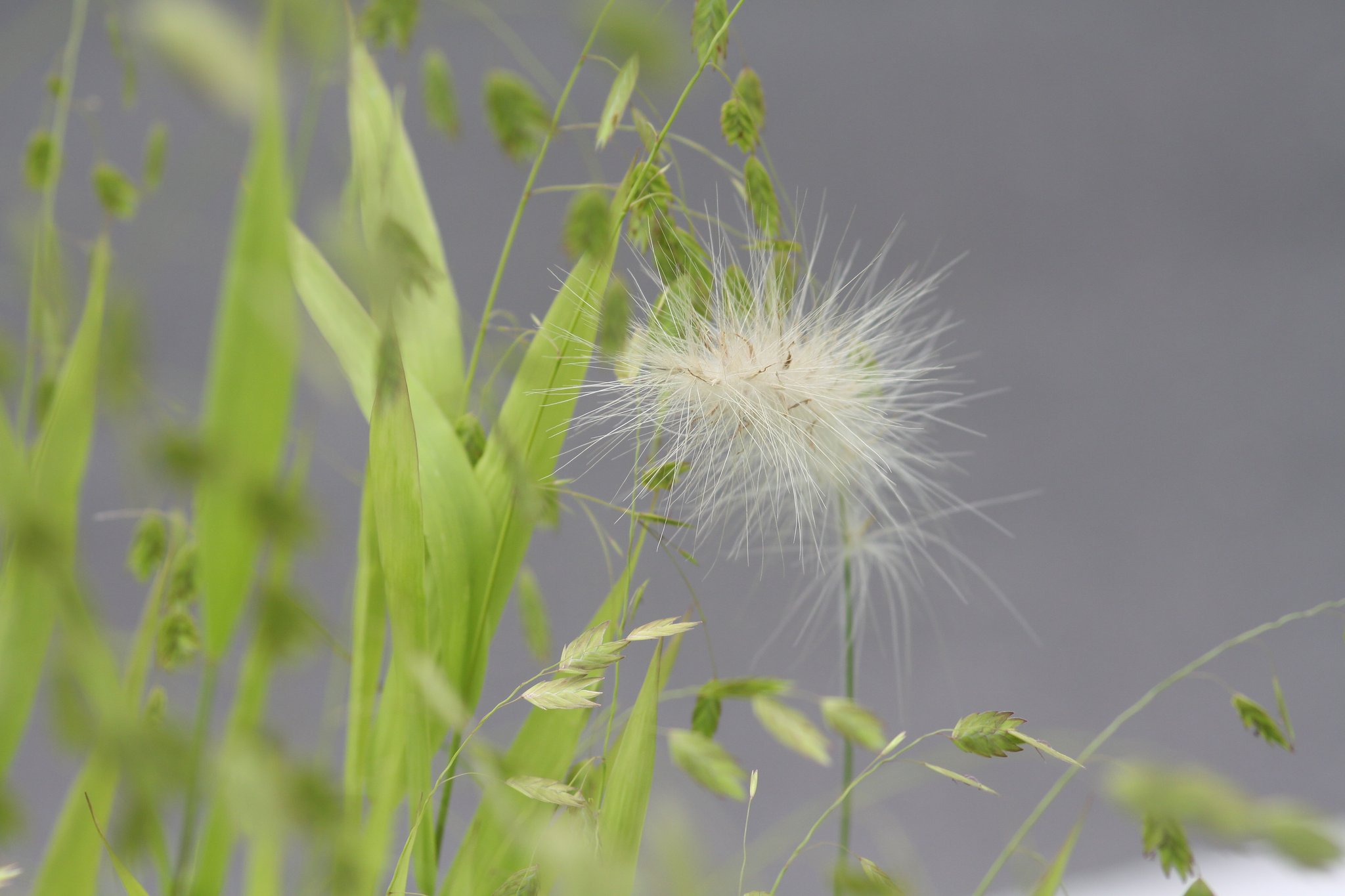 畑の草