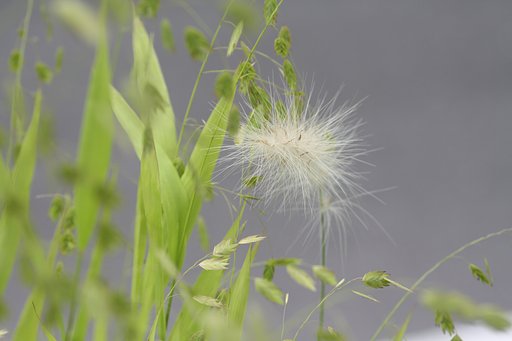畑の草