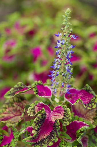 コリウス