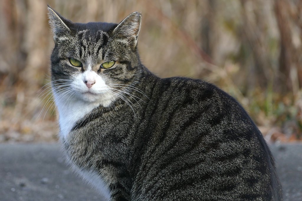地域猫
