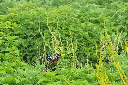 アサギマダラを発見