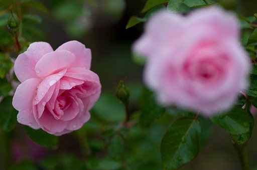 PENTAX-D FA MACRO 100mm F2.8