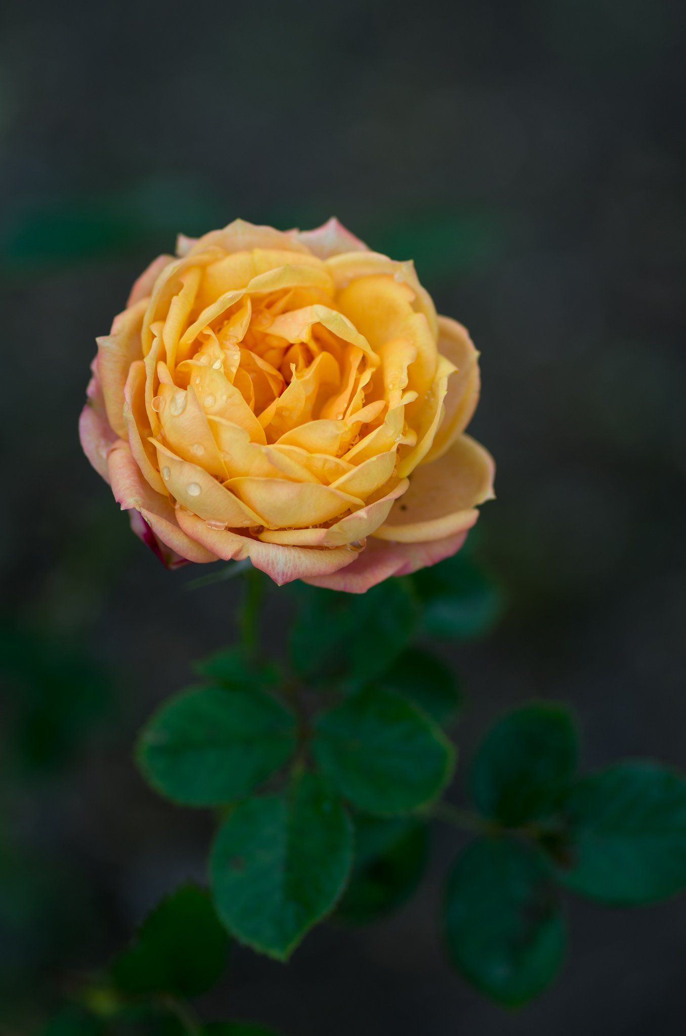PENTAX-D FA MACRO 100mm F2.8