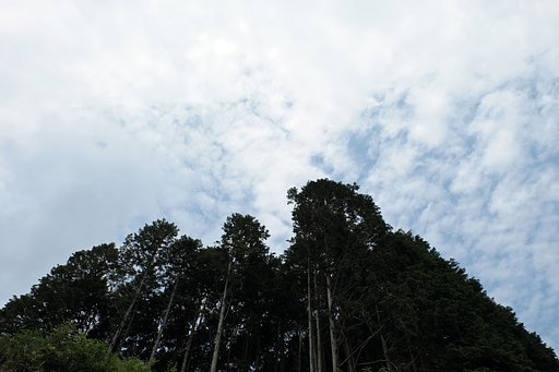 樹木