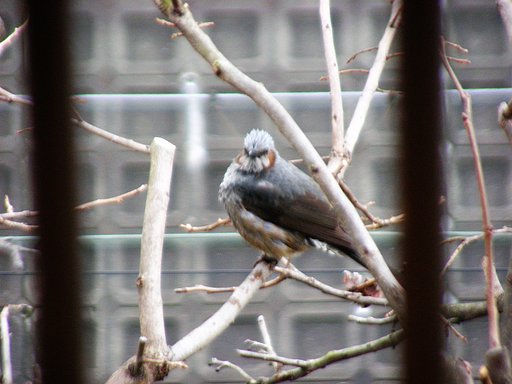 野鳥が来ました。