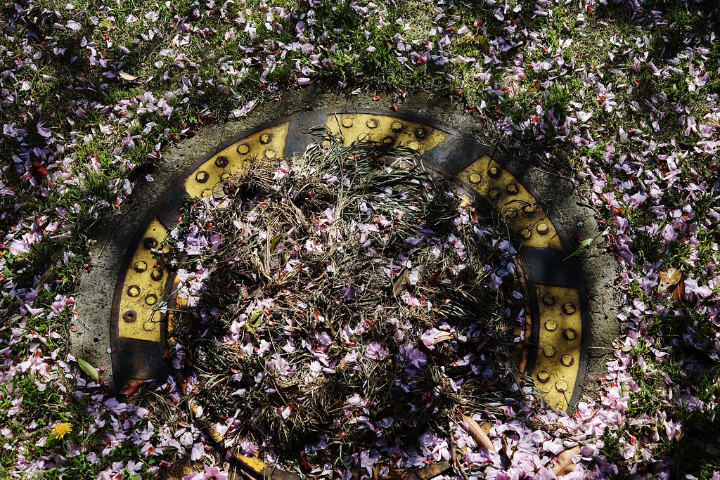 桜散る