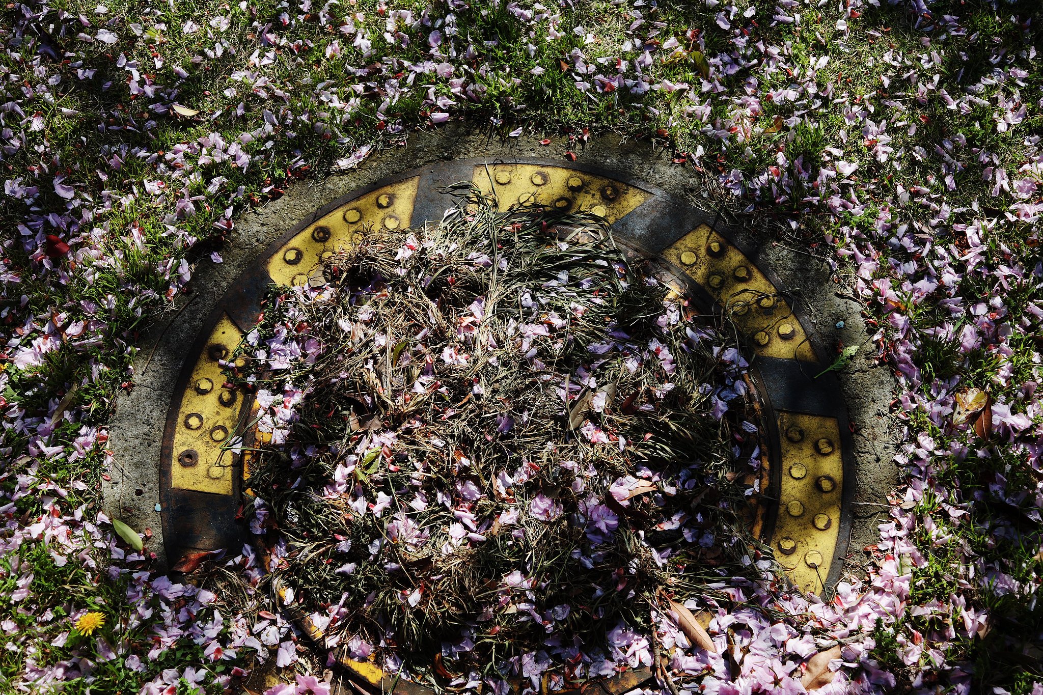 桜散る