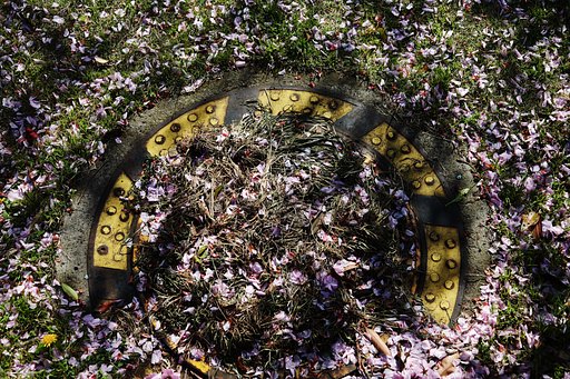 桜散る