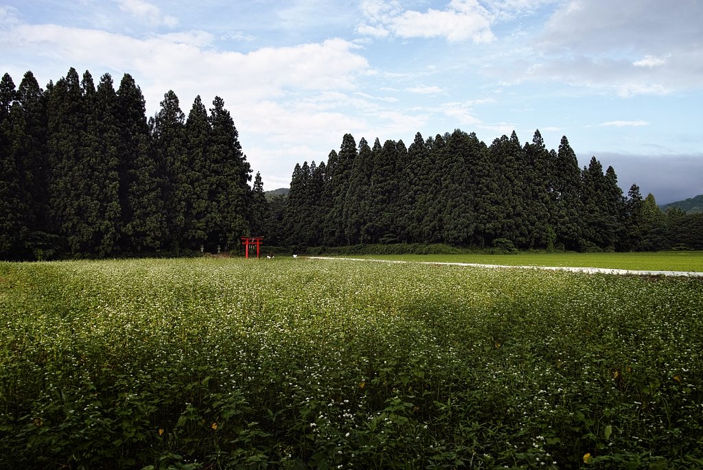 尾花沢の夏