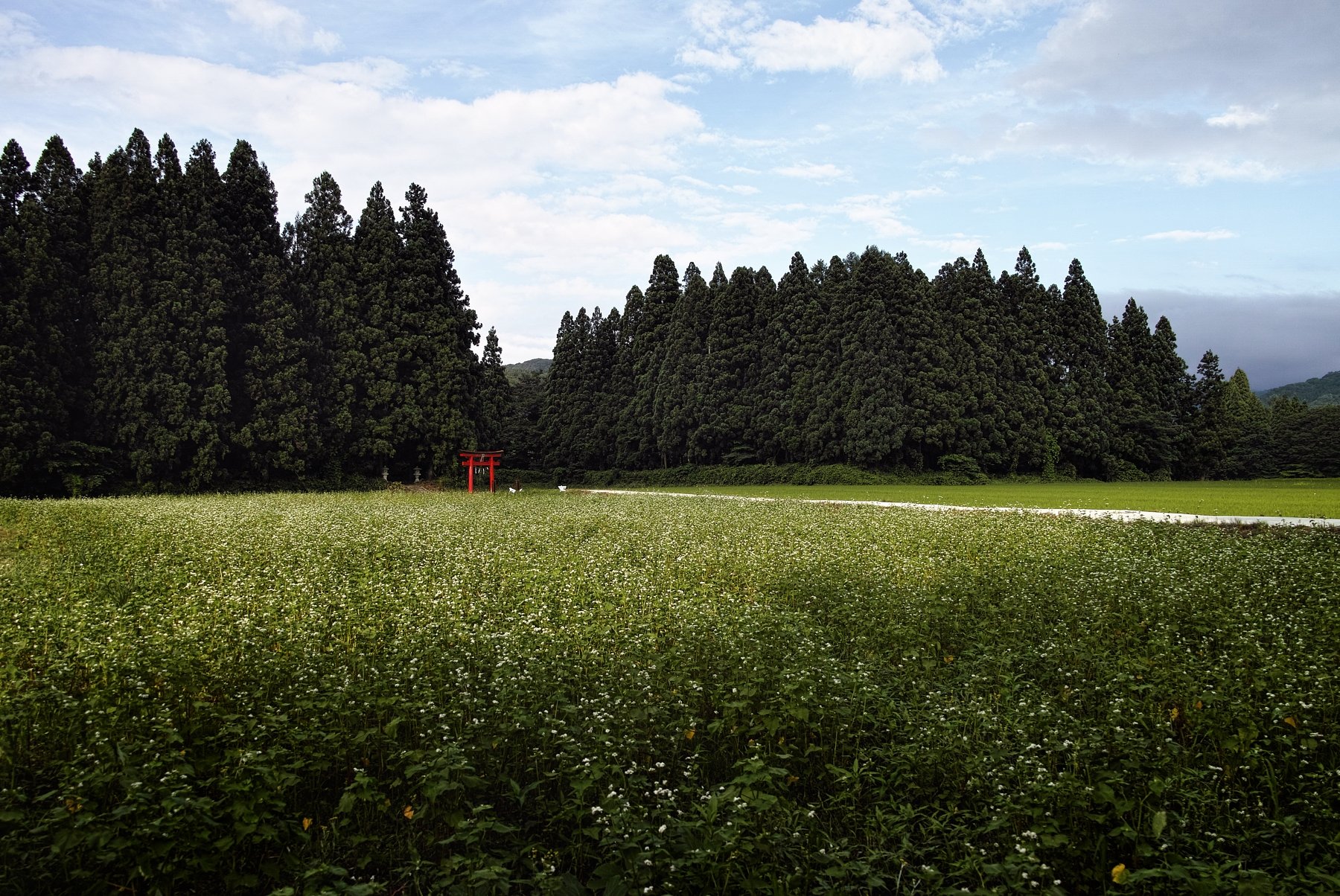 尾花沢の夏