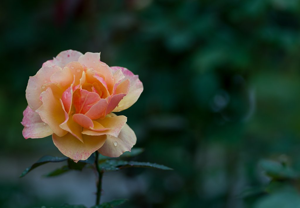 PENTAX-D FA MACRO 100mm F2.8