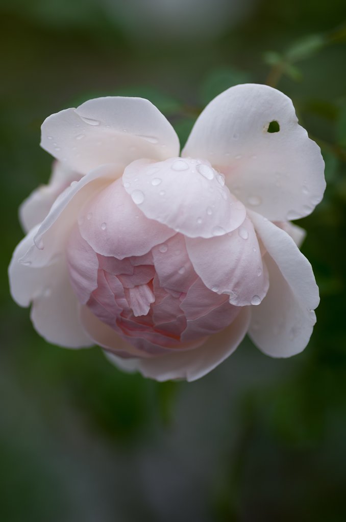 PENTAX-D FA MACRO 100mm F2.8