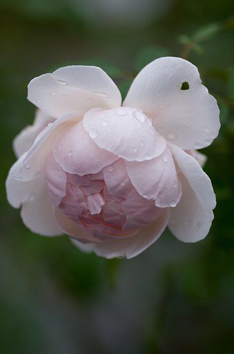 PENTAX-D FA MACRO 100mm F2.8
