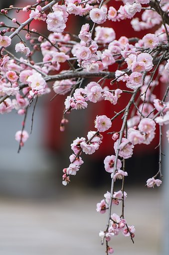 春色香る