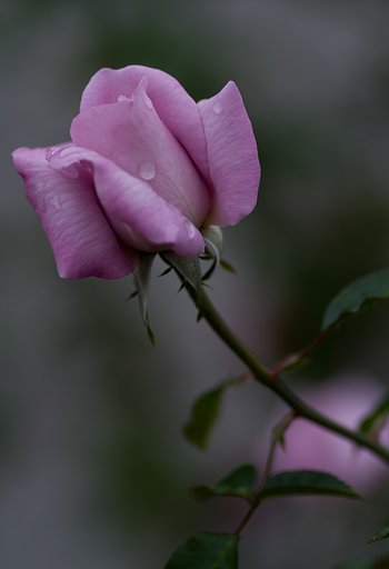 PENTAX-D FA MACRO 100mm F2.8