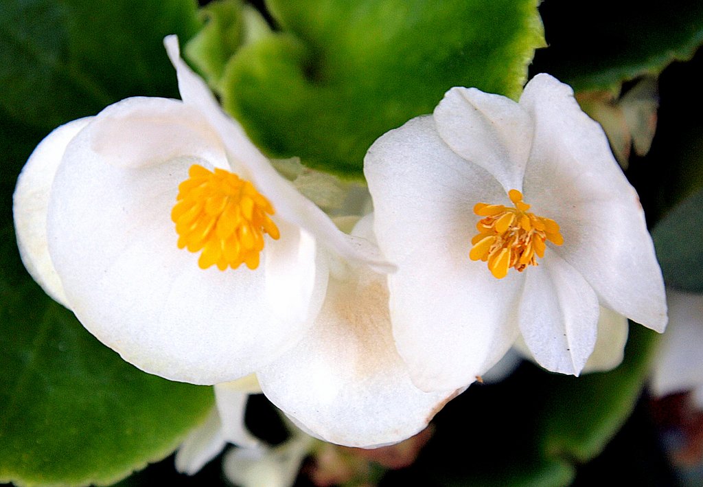 ベゴニア雌雄の花かなー？？