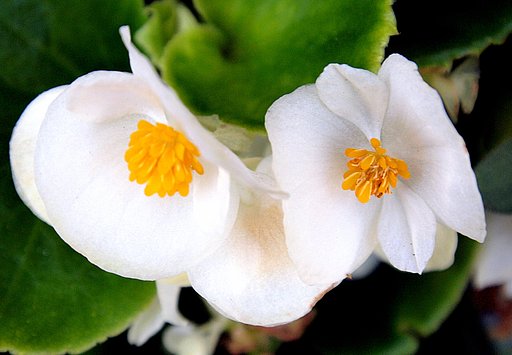 ベゴニア雌雄の花かなー？？