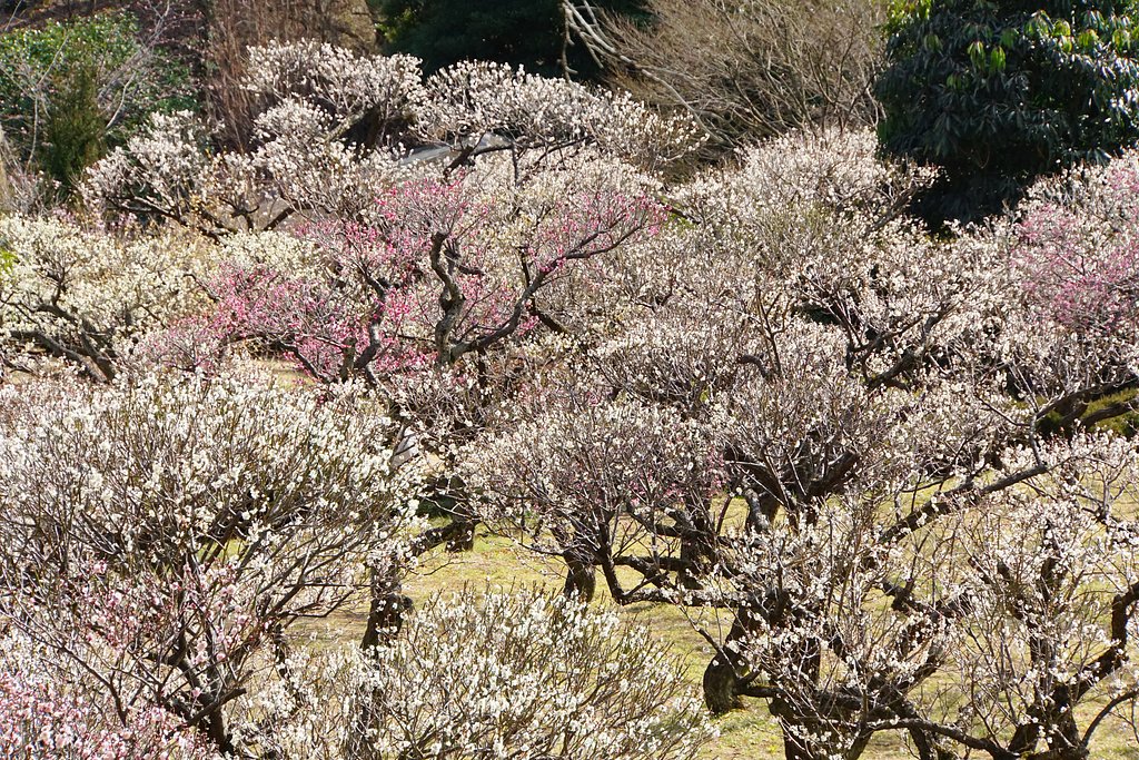 開花俯瞰