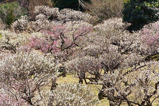 開花俯瞰