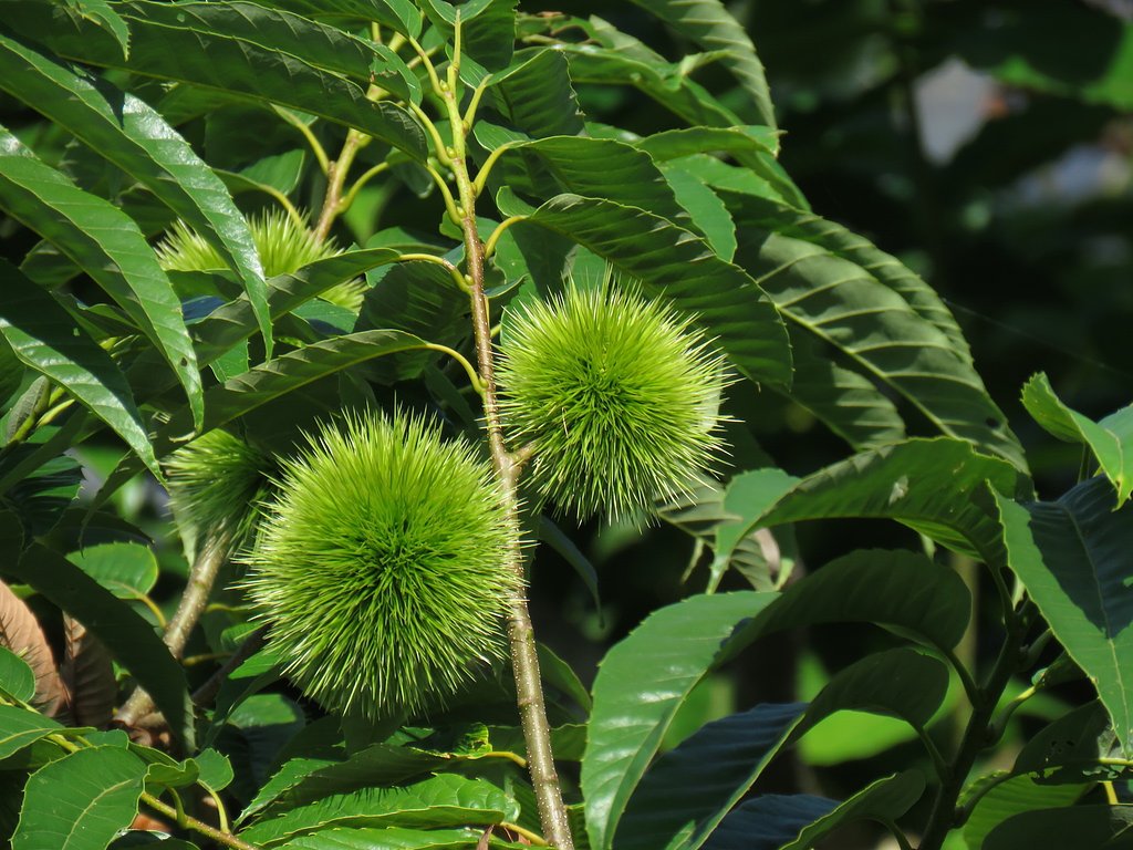 栗