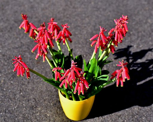 鉢花