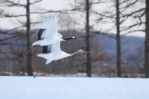 タンチョウ