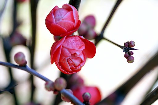 木瓜
