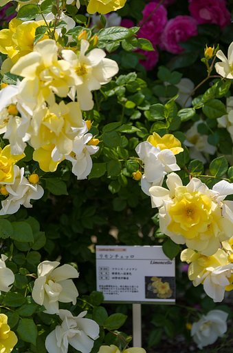 SIGMA 17-50mm F2.8 EX DC HSM 