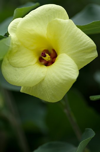PENTAX-D FA MACRO 100mmF2.8