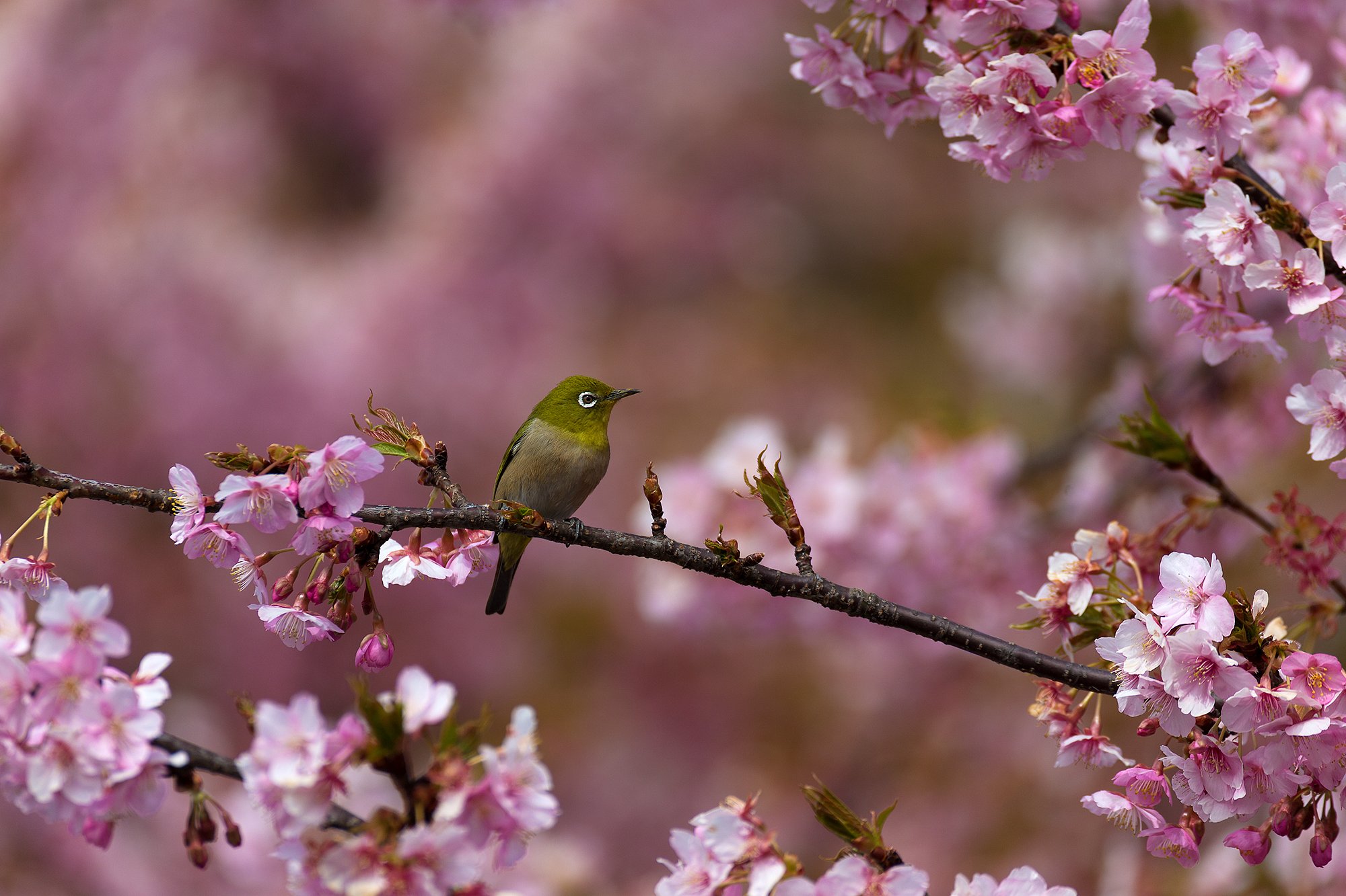 EF100-400mm F4.5-5.6 L IS