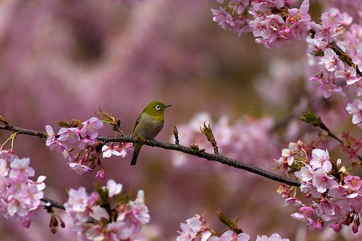 EF100-400mm F4.5-5.6 L IS
