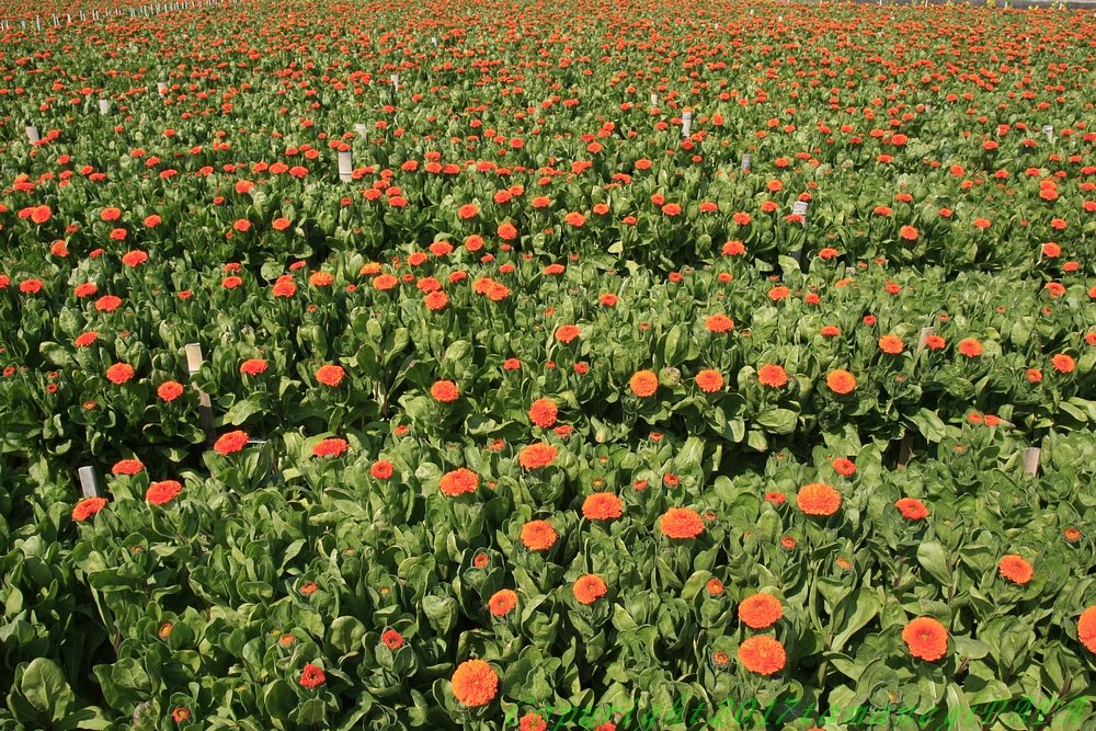温暖地の花