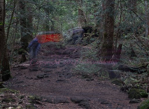 6月13日の写真
