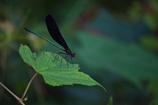 夏の朝、木陰のハグロトンボ♂
