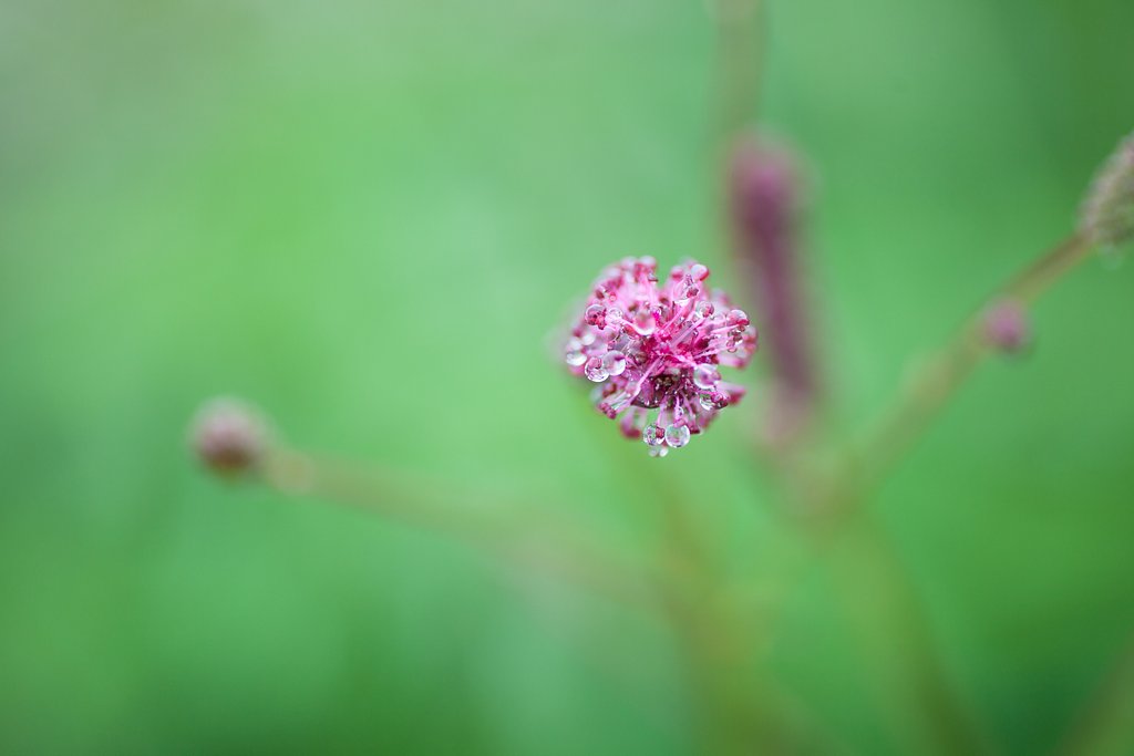TAMRON SP AF 90mm F/2.8 MACRO1:1(172E)
