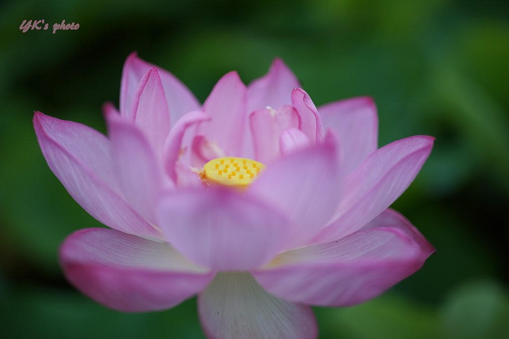 Otus 55mm F1.4 ZF2