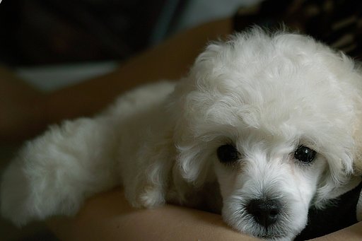 【MFP】犬