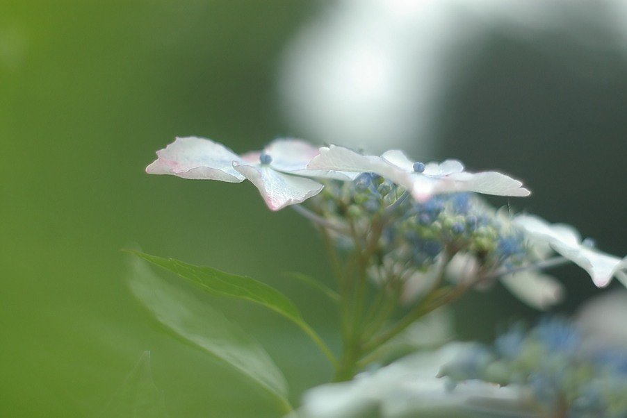 遅ればせながら紫陽花