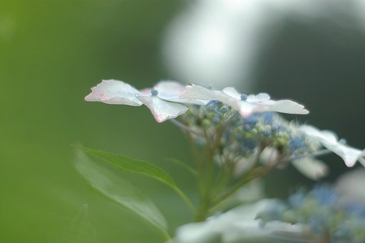 遅ればせながら紫陽花