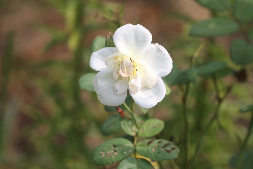 Canon  EF100㎜F2.8　macro