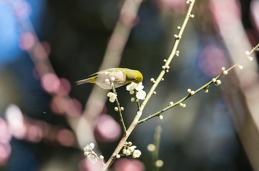 smc PENTAX-DA★ 300mm F4ED [IF] SDM 