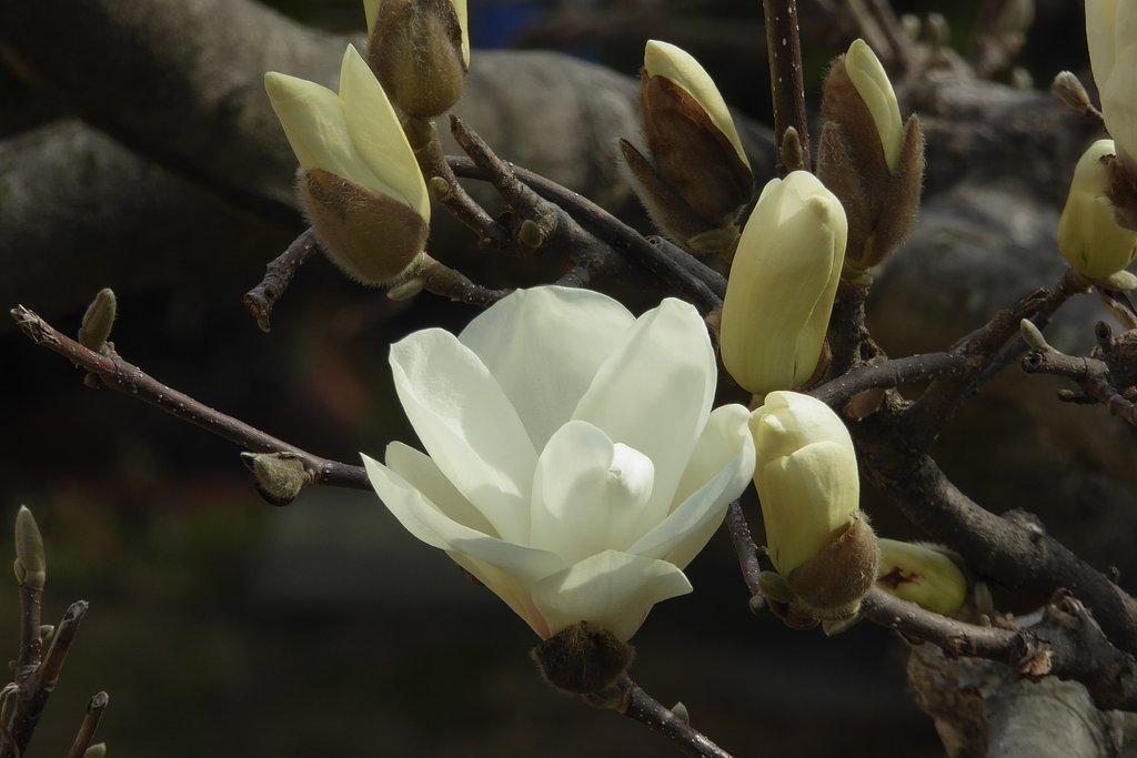 白木蓮開花