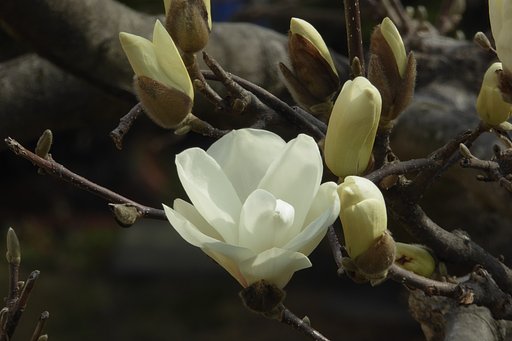 白木蓮開花