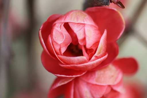 木瓜の花のUP