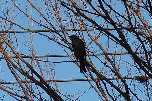 1月11日の写真