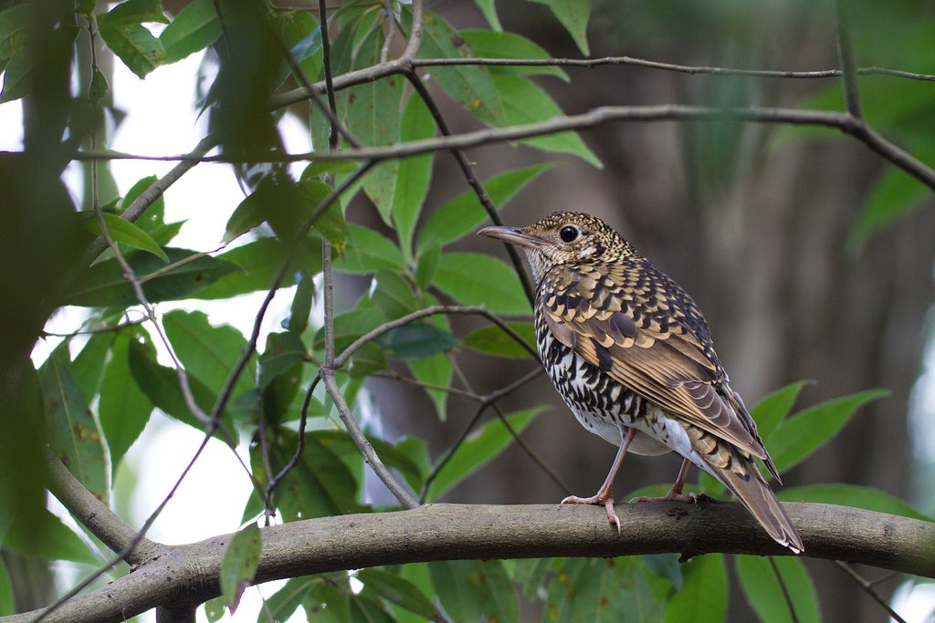 この冬お世話になった鳥（トラツグミ）