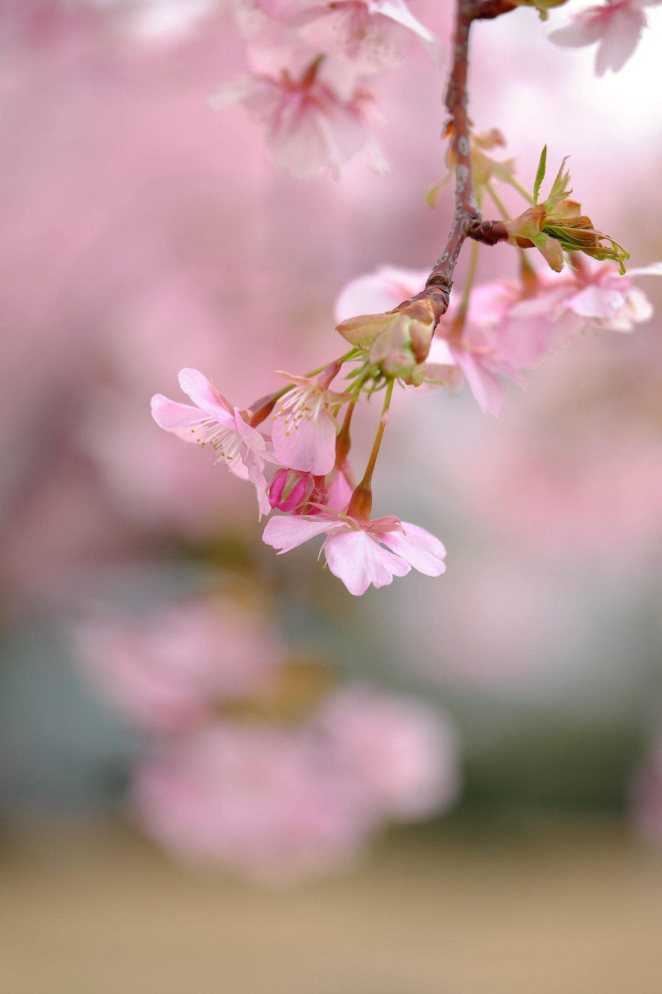 河津桜