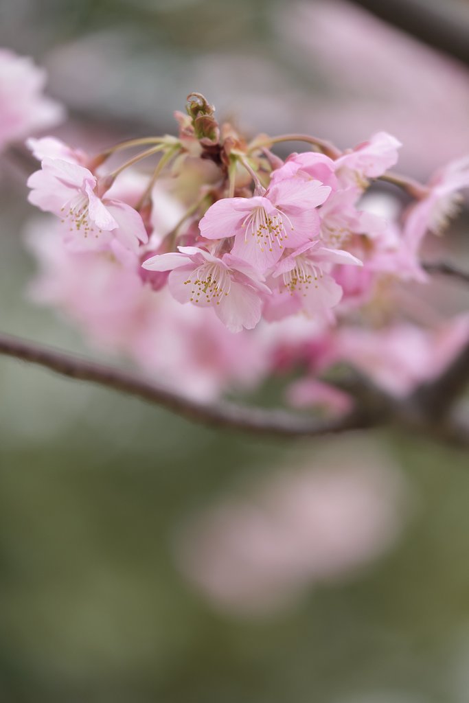 河津桜